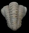 Enrolled Flexicalymene Trilobite - Ohio #45054-1